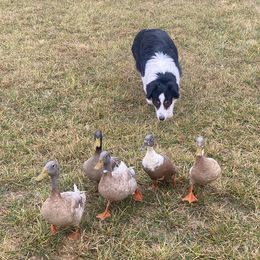 Australian Shepherds from Akamai Aussies