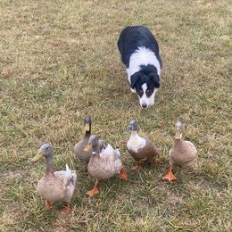 Australian Shepherds from Akamai Aussies