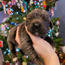 Red - Gray female Newfoundland puppy in Ohio from Vermillion Newfoundlands