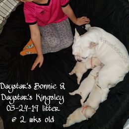 French Bulldog Puppies from Tran's Bullies