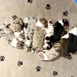 Australian Shepherd Puppies from Aussome Okie Aussies