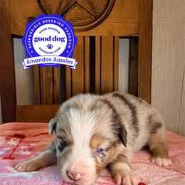 RMM teal collar - Red merle male Australian Shepherd puppy in Greenville, Texas from Amandas Aussies