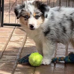 Duke - Blue merle male Australian Shepherd puppy in Fresno, California from Boundless Joy Aussies