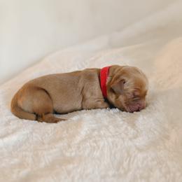 Flicker, red collar male - Dark golden male Golden Retriever puppy in Forest Hill, Texas from Gillit Family Goldens of NTX