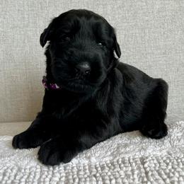 Giant Schnauzer and Miniature Schnauzer Puppies from My Angel Schnauzers