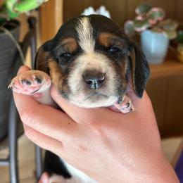 Boy 1 - Black brown and white male Basset Hound puppy in Lindley, New York from Hill Top Basset Hounds & Cane Corso