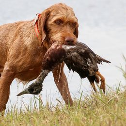 Wirehaired Vizslas from Nemes Wirehaired Vizslas