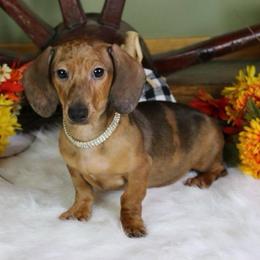 Penny - Dapple female Dachshund puppy in Purdy, Missouri from Shotgun Pups