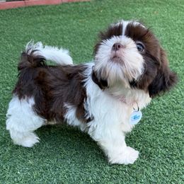 AKC Cocoa Belle-Champion Bloodlines - Red and white female Shih Tzu puppy in Long Beach, California from Prieto Shih-Tzu's