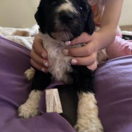 Girl 1 - Poodle puppy in Choctaw, Oklahoma from Crystal's Poodle Friends