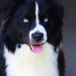 Aussiedoodles, Australian Shepherds, and Miniature Australian Shepherds from God’s Little Aussies