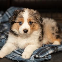Rae - Blue merle female Miniature American Shepherd puppy in Tonopah, Arizona from King's Miniature American Shepherds