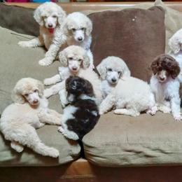 Poodle Puppies from Reeves Family Standard Poodles