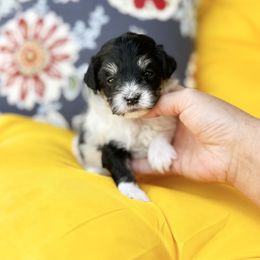 Minnie - Black & tan tri-color female Maltipoo puppy in West Jordan, Utah from Gem Puppies of Utah