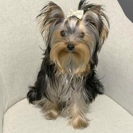 Lucy - Yorkshire Terrier