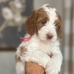 Pink colllar girl - Parti female Goldendoodle puppy in Hollister, Missouri from Wild Acres Goldendoodles