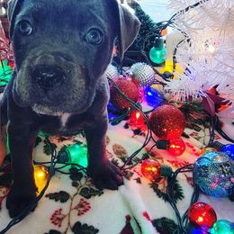 Cane Corso Puppies from Hardradas Dynasty Cane Corso