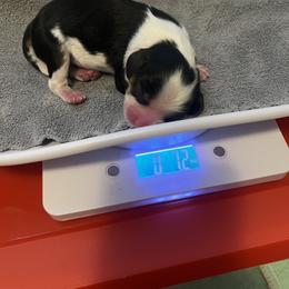 Girl 2 - female Cavalier King Charles Spaniel puppy in Holland, Michigan from Noble Dog Co.