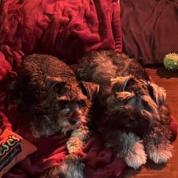 Miniature Schnauzer Puppies from Sugarbaby Kennel