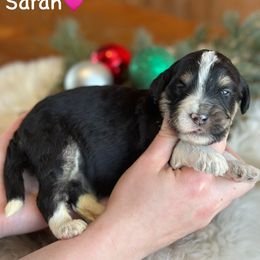 Sarah - Black tri-color female Aussiedoodle puppy in Lancaster, Minnesota from Finney Ranch