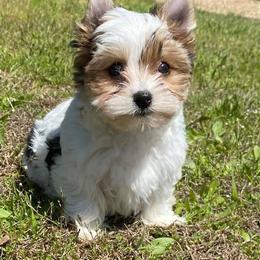 Yorkshire Terrier Puppies from Teresa's Yorkshire Terriers