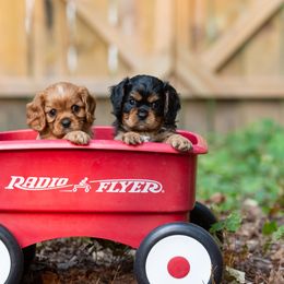 Cavalier King Charles Spaniel Puppies from Primrose Cavaliers