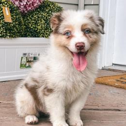 Milky AKC - Red merle male Australian Shepherd puppy in Polk City, Florida from Skaky Shepherds