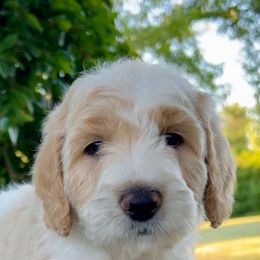 The Sultan - Cream male Goldendoodle puppy in Caledonia, Michigan from Daisys Doods