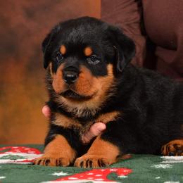 Rottweiler Puppies from Galaxia Rottweilers