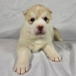 Cooper - Red and white male Siberian Husky puppy in Livermore, California from Limitless Huskies