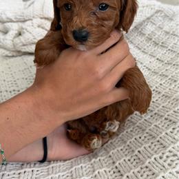 Woody - Red male Cavapoo puppy in Cedar City, Utah from Pearson's Poodles