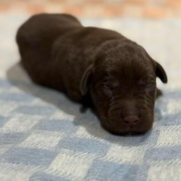 Slinky - Chocolate male Labrador Retriever puppy in Isle, Minnesota from Dog Ear Outfitters