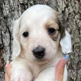 Puppy 2 - Cream male Dachshund puppy in Bullard, Texas from Mimidachs of Texas