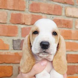 Zevra - Lemon and white female Basset Hound puppy in Bellaire, Ohio from Blessed Bassets