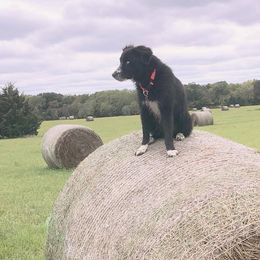 Miniature Australian Shepherds and Toy Australian Shepherds from Aussies by Mary at Temple Ranches