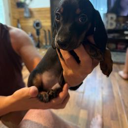 Blacky - Black and tan male Dachshund puppy in Wappapello, Missouri from Kandb Dachshunds