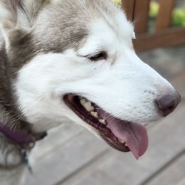 Roxy - Siberian Husky