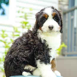 Waylon - Tri-color male Bernedoodle puppy in Dundee, Ohio from Down Home Doodle
