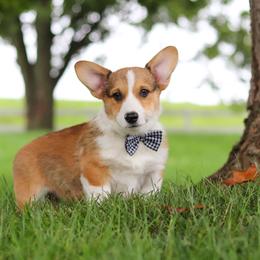 Clark - Sable male Pembroke Welsh Corgi puppy in Sugarcreek, Ohio from Admar Canines