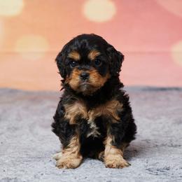 Leo - Black and tan male Cavapoo puppy in Apple Creek, Ohio from Grandeur Valley Puppies