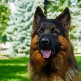 Drago - German Shepherd