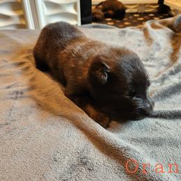 Orange - Mahogany and black male Belgian Tervuren puppy in Merrill, Michigan from Reves Vifs Belgian Shepherds