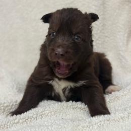 Rain - Red and white female Siberian Husky puppy in London, Ohio from Rose Trail Siberian’s
