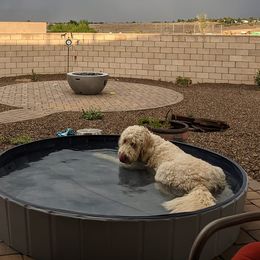 Goldendoodles from Doodle Kisses