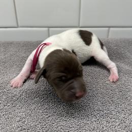 Boy 2 - male German Shorthaired Pointer puppy in White Salmon, Washington from Holding Hands Farm