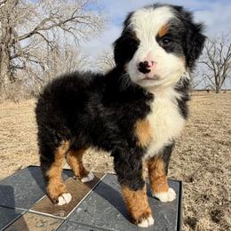 Phoenix - Tri-color female Bernedoodle puppy in Sioux Falls, South Dakota from WhiskeyCreek Doodles
