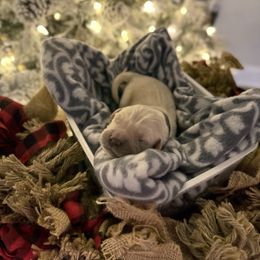 Grey Collar - Light golden male Golden Retriever puppy in Stedman, North Carolina from Wise-Taylor Goldens