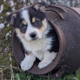 Robin Hood - Black and tan male Pembroke Welsh Corgi puppy in Cape Fair, Missouri from Flat Creek Corgis