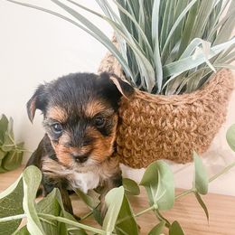 Yorkshire Terrier Puppies from Elaine’s Pup Co.