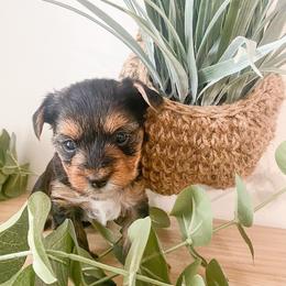 Yorkshire Terrier Puppies from Elaine’s Pup Co.